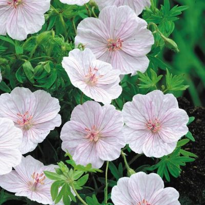 Geranium sanguineum 'Striatum'