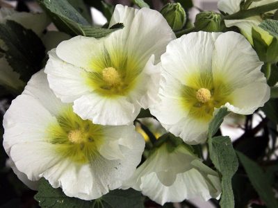 Alcea rosea 'Polarstar'