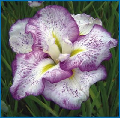 Iris ensata 'Freckled Geisha'