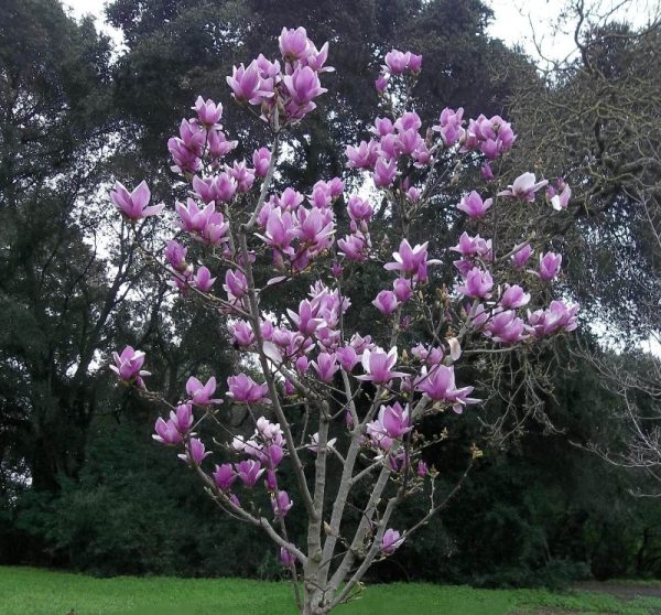 Magnolia x soulangeana 'Alexandrina'