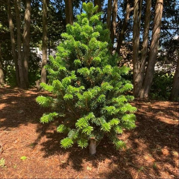Sapin blanc 'Pyramidalis'