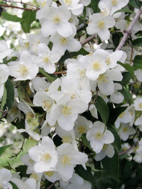 Philadelphus lewisii 'Waterton'