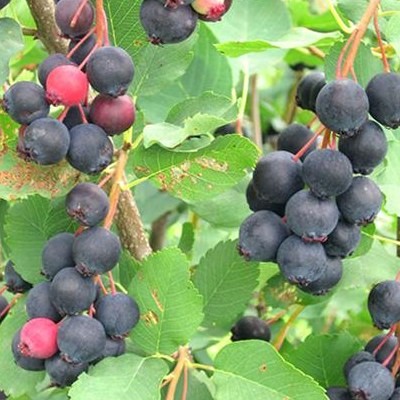 Amelanchier alnifolia 'Thiessen'