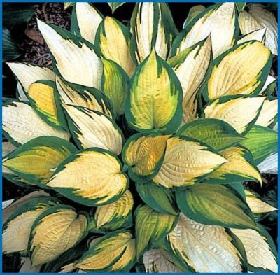 Hosta 'Orange Marmalade'