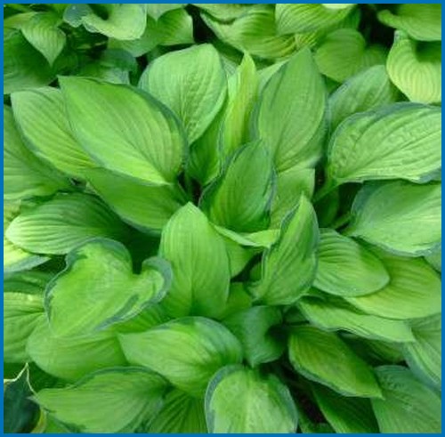 hosta