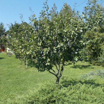 Agen Plum