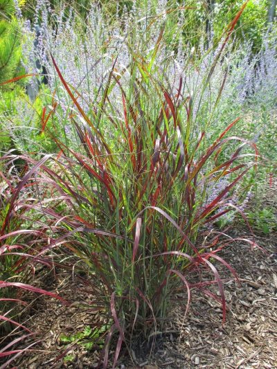 Panicum virgatum 'Ruby Ribbons'