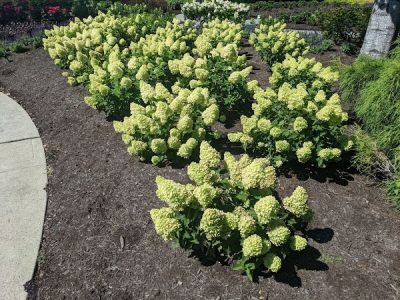 Hydrangea paniculata 'Dragon Baby' BE