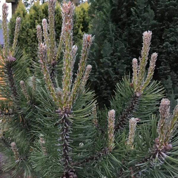 Pinus nigra 'Komet'