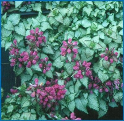 Lamium maculatum 'Purple Dragon'