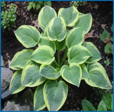 Hosta undulata 'Wide Brim'