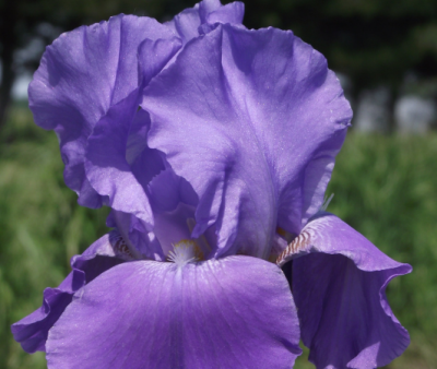 Iris germanica 'Autumn Orchid'