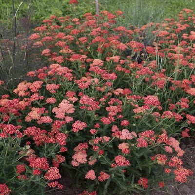 Achillea millefolium 'Sassy Summer Sangria'