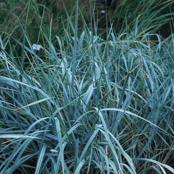 Icy Blue Canada Wild Rye