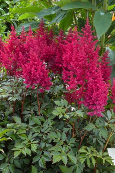Astilbe du Japon 'Go Go Red'