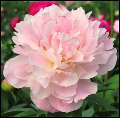 Pivoine de Chine 'Kathryn Fonteyn'
