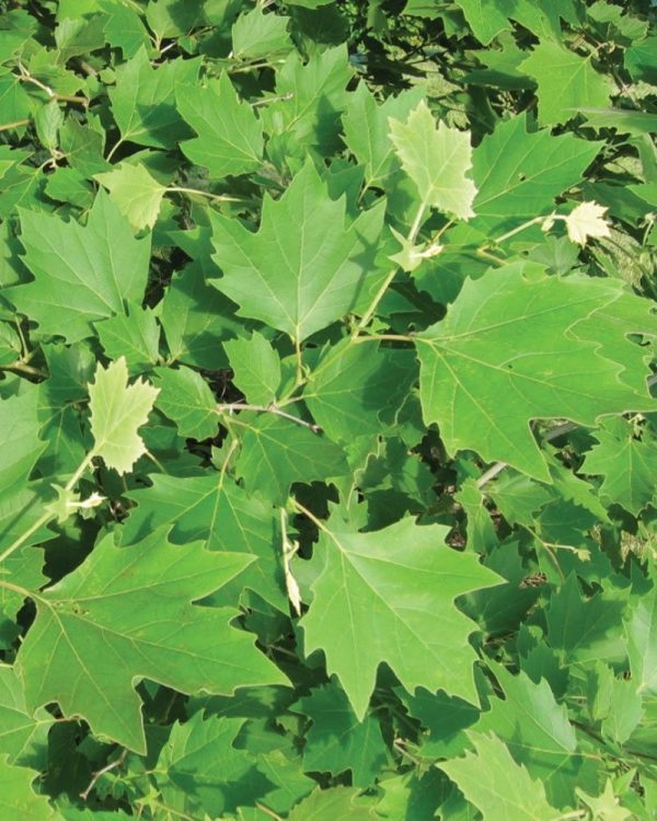 Platane commun 'Exclamation'