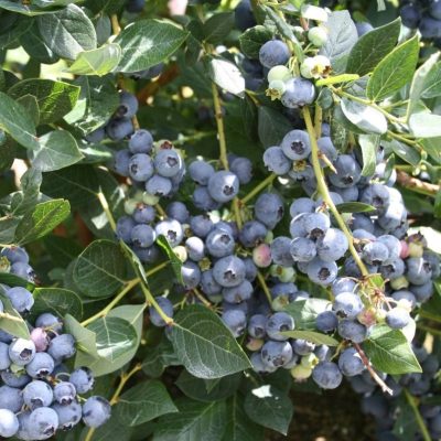 Vaccinium x 'Top Hat'