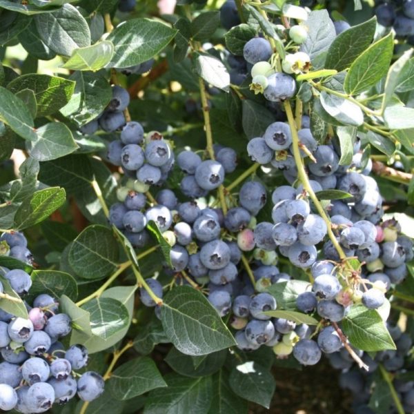 Vaccinium x 'Top Hat'
