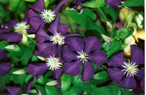 Clématite viticella 'Polish Spirit'