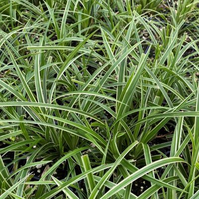 Carex morrowii 'Ice Dance'