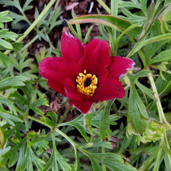 Pulsatilla vulgaris 'Red Bells'
