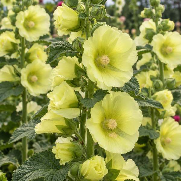 Alcea rosea 'Spotlight Sunshine'