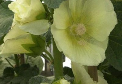 Alcea rosea 'Spotlight Sunshine'