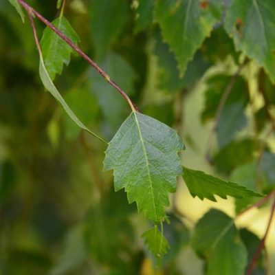 Bouleau pleureur 'Youngii' (sur tige)