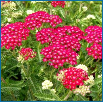 Achillea millefolium 'Cerise Queen'