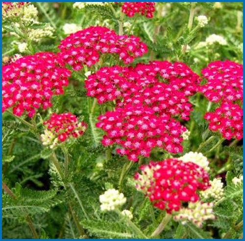 Achillea millefolium 'Cerise Queen'