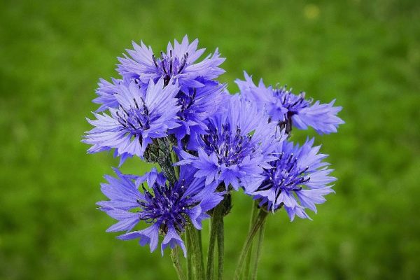 Lys x Asiatic 'Bonsoir'