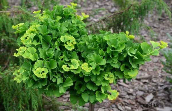 Ginkgo biloba 'Troll'
