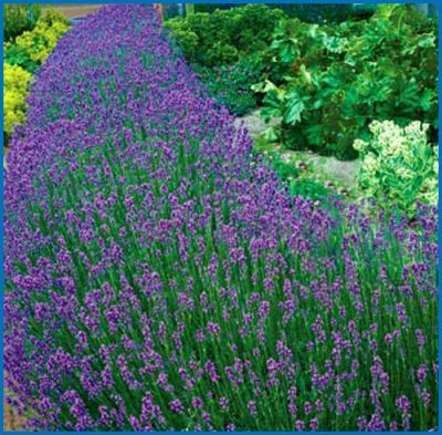Lavandula x intermedia 'Grosso'