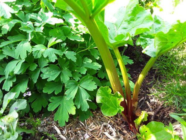 Rheum 'Red Champagne'