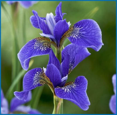 Iris sibirica 'Gatineau'
