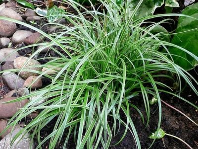 Carex morrowii 'Silver Scepter'
