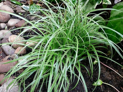 Carex morrowii 'Silver Scepter'