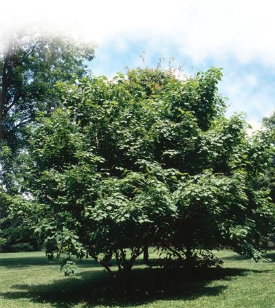 Mountain Maple