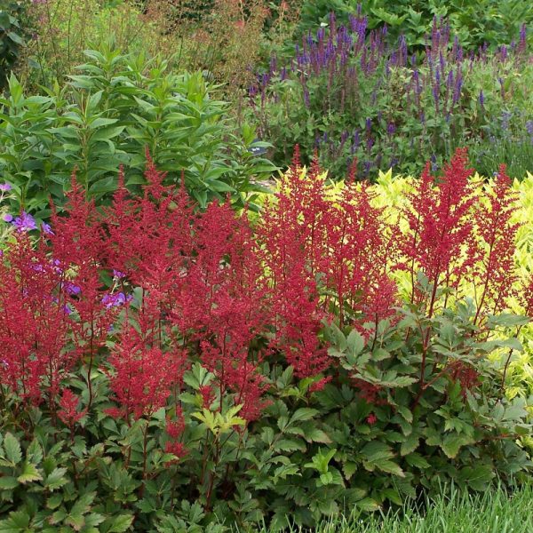 Astilbe japonica 'Red Sentinel'
