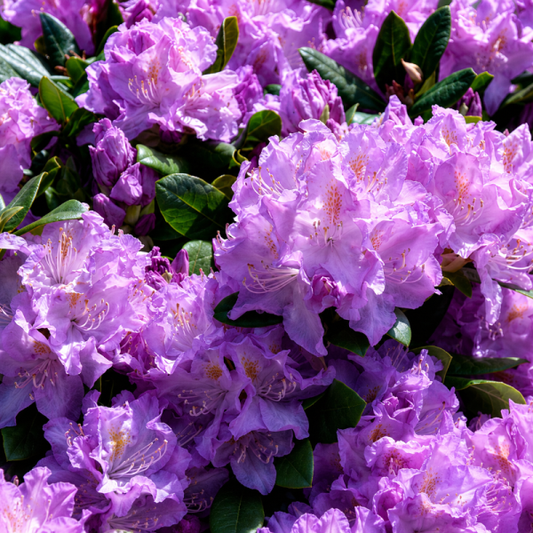 Rhododendron 'Minnetonka'