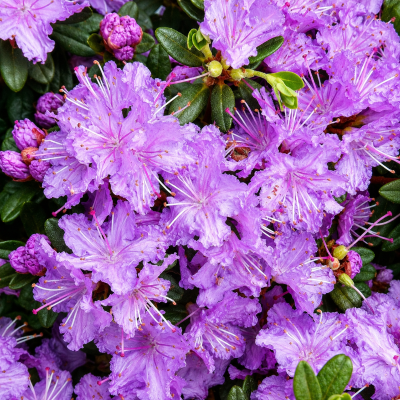 Rhododendron 'Ramapo'
