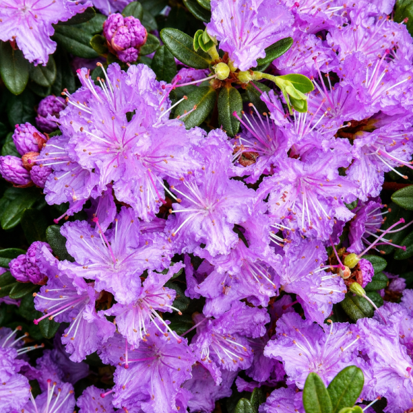 Rhododendron 'Ramapo'