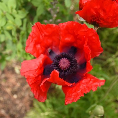Papaver orientale 'Beauty of Livermere'