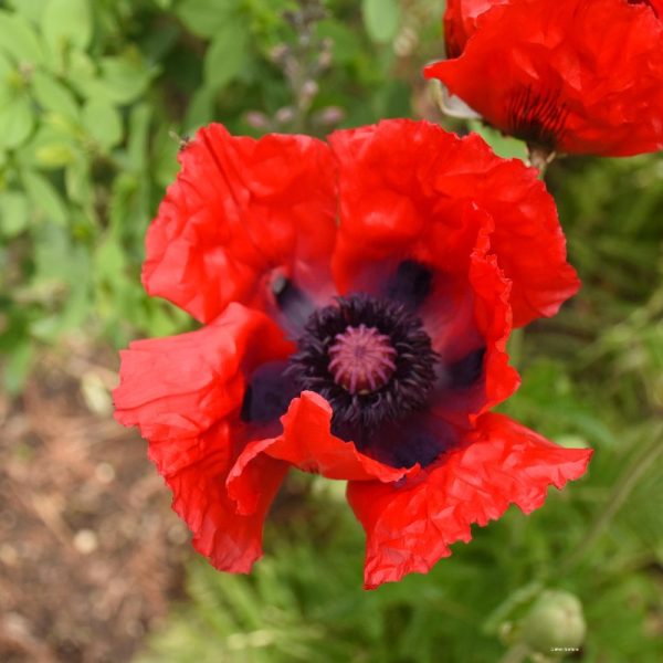 Papaver orientale 'Beauty of Livermere'
