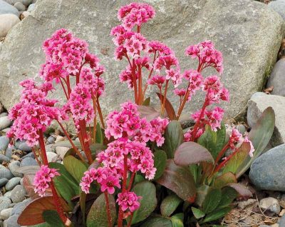 Bergenia cordifolia 'Pink Dragonfly'