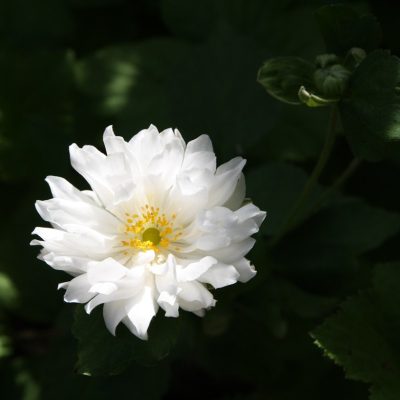 Anemone x 'Tiki Sensation'