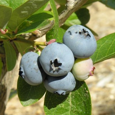 Vaccinium x 'Northblue'