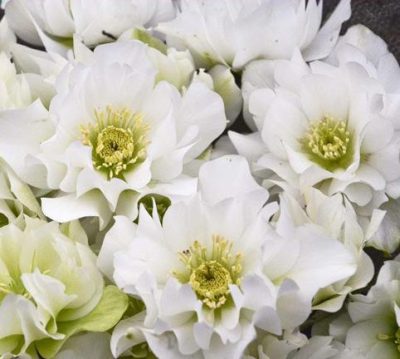Helleborus niger 'Wedding Bells'