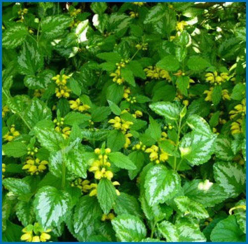 Lamiastrum galeobdolon 'Variegatum'